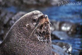 sealionnew.jpg