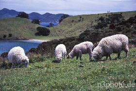 sheep1new.jpg