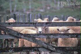 sheep2new.jpg