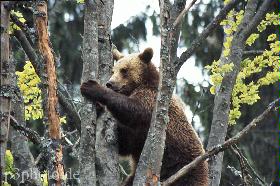 baer2new.jpg