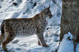 Luchs1new.jpg