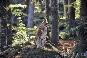 luchs3new.jpg