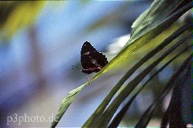 butterflynew.jpg