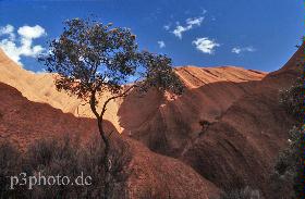 ulurutreenew.jpg