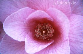 blumenew.jpg