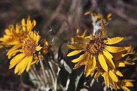 blumen2.jpg